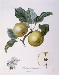 Apfel "Pomme d