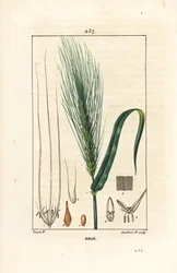 Gerste - Gerste, Hordeum vulgare, mit Stängel, Blatt und Ähre