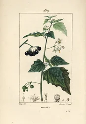 Schwarzer Nachtschatten, Hundstöter oder Wolfsbeere - Schwarzer Nachtschatten, Solanum nigrum. Handkolorierter punktierter Kupferstich von Lambert Junior nach einer Zeichnung von Pierre Jean-François Turpin aus Chaumeton, Poiret und Chamberets "La Flore