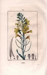 Botanik: Kohlblume. Handkolorierter Kupferstich von Lambert nach einer Zeichnung von Pierre Jean-Francois Turpin aus Chaumeton, Poiret et Chamberet