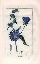 Botanik: Chicorée mit Blume - Chicorée-Pflanze und Blume, Cichorium intybus. Handkolorierte Punktkupferstichgravur von Lambert nach einer Zeichnung von Pierre Jean-Francois Turpin aus Chaumeton, Poiret et Chamberet