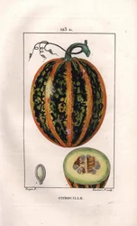Botanik: Kürbis. Handkolorierter Kupferstich von Lambert nach einer Zeichnung von Pierre Jean-Francois Turpin aus Chaumeton, Poiret et Chamberet