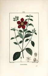 Kretische Zistrose, Cistus creticus. Handkolorierter Kupferstich von Lambert Junior nach einer Zeichnung von Pierre Jean-Francois Turpin aus Chaumeton, Poiret und Chamberet