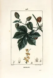 Kletterhopfen - Hopfen, Humulus lupulus