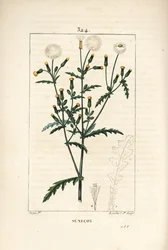 Gemeiner Greiskraut - Gemeiner Greiskraut, mit Blume, Blatt, Samen, Stängel und Blattriss
