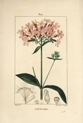 Gewöhnliches Seifenkraut, Saponaria officinalis, mit Blume, Blatt, Stängel und Samen. Handkolorierte Punktkupferstich von Lambert Junior nach einer Zeichnung von Pierre Jean-Francois Turpin aus Chaumeton, Poiret und Chamberet