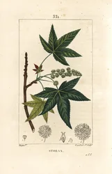 Copalm von Amerika oder Liquidambar, Liquidambar styraciflua