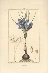 Krokus - Safrankrokus, Crocus sativus, zeigt Blume, Blatt, Stängel, Zwiebel und Stigma. Handkolorierter Kupferstich von Lambert Junior nach einer Zeichnung von Pierre Jean-Francois Turpin aus Chaumeton, Poiret und Chamberet