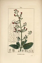 Ohrskrofulose - Wasserfeige, Scrophularia aquatica, mit Blüte, Blatt, Stängel, Samen und Blattriss