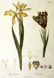 Stinkende Schwertlilie, graviert von L. J. Allais (handkolorierte Gravur)