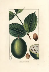 Feve de Saint Ignace - Jesusbohne oder St. Ignatiabohne, Strychnos ignatia, zeigt Frucht und Samen (Bohnen)