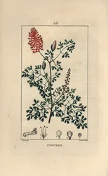 Fumeterre officinale oder Fuß de Celine - Erdrauch, Fumaria officinalis, zeigt Blumen, Blätter und Samen