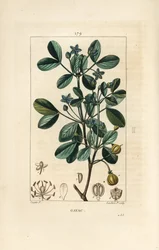 Gaiac oder heiliges Holz, Holz des Lebens - Guaiacum, Guajacum officinale