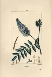 Geißraute, Galega officinalis, mit Blüte, Blatt und Samen. Handkolorierte Punktkupferstich von Dubois nach einer Zeichnung von Pierre Jean-Francois Turpin aus Chaumeton, Poiret und Chamberet