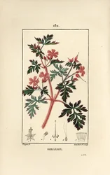 Storchschnabelkraut Robert - Ruprechtskraut, Geranium robertianum