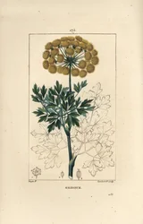 Gummiferule oder Galbanum - Galbanum, Ferula gummosa, zeigt Blüten, Blätter und Samen