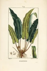 Hirschzungenfarn, Asplenium scolopendrium, mit Blatt, Samen und Wurzel