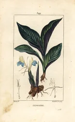 Himalaya-Krokus - Zedoary, Koempferia rotunda, mit Blume, Blatt, Stängel und Wurzelrhizom. Handkolorierter Kupferstich von Lambert Junior nach einer Zeichnung von Pierre Jean-Francois Turpin aus Chaumeton, Poiret und Chamberet
