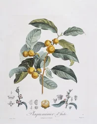 Japanische Persimone oder Kaki (Diospyros kaki)