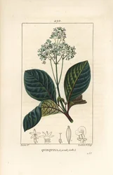 Ladenbergia oblongifolia (Cinchona magnifolia) mit Blüte, Zweig, Blatt und Samen