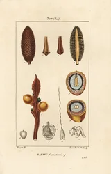 Großer Zweig oder große Cycas-Samen - Königin-Sago, Cycas circinalis, zeigt Samen und Schnitt. Gefährdet. Handkolorierter Kupferstich von Lambert Junior nach einer Zeichnung von Pierre Jean-Francois Turpin aus Chaumeton, Poiret und Chamberet