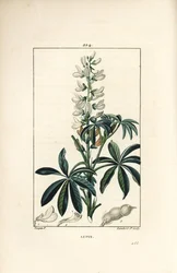Lupine - Weiße Lupine, Lupinus albus