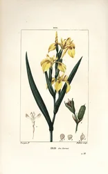Sumpf-Schwertlilie oder Wasser-Gelbe Schwertlilie - Gelbe Schwertlilie, Iris palustris lutea, Blüte, Blatt und Samenkapsel. Handkolorierte Punktkupferstich von Lambert Junior nach einer Zeichnung von Pierre Jean-Francois Turpin aus Chaumeton, Poiret und Ch