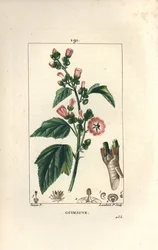 Eibisch, Wilder Eibisch oder Weißer Eibisch - Eibisch, Althaea officinalis