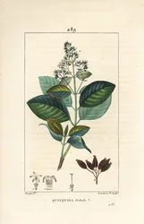 Michurago oder Affenfrucht, Ladenbergia macrocarpa (Cinchona ovalifolia), mit Blume, Blatt, Stiel und Samen