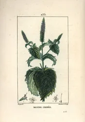 Krause Minze, Mentha crispa. Handkolorierter Kupferstich von Lambert Junior nach einer Zeichnung von Pierre Jean-Francois Turpin aus Chaumeton, Poiret und Chamberets „La Flore Medicale“, Paris, Panckoucke