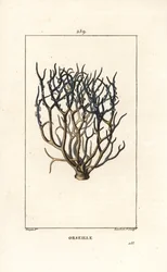 Orseille oder Französischer Purpur (Flechte) - Orcein oder Orseille, Roccella tinctoria, eine auf den Kapverdischen Inseln als Farbstoff verwendete Flechte. Handkolorierter punktierter Kupferstich von Lambert Junior nach einer Zeichnung von Pierre