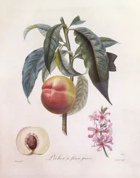 Pfirsich (Prunus persica), Henry Louis Duhamel du Monceau, botanische Tafel von Pierre Jean Francois Turpin