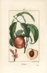 Pfirsichbaum, Amygdalus persica, mit Blüte, Blatt, Stängel, reifer Frucht und Frucht im Querschnitt mit Samen. Handkolorierte Punktkupferstichgravur von Lambert Junior nach einer Zeichnung von Pierre Jean-Francois Turpin