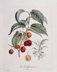 Pflaume "La Galifsonniere", botanische Tafel von Pierre Jean Francois Turpin