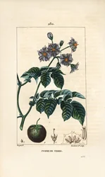 Kartoffel, Solanum tuberosum, mit Blume, Blatt, Stängel und Frucht. Handkolorierte Punktkupferstichgravur von Lambert Junior nach einer Zeichnung von Pierre Jean-Francois Turpin aus Chaumeton, Poiret und Chamberet