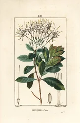 Quinquina piton - Exostema sanctae-luciae (syn. Cinchona floribunda), mit Blume, Blatt, Stiel und Samen