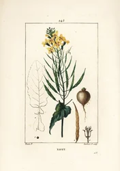 Raps, Brassica napus, mit Blatt, Blüte und Wurzel. Handkolorierter Kupferstich von Lambert Junior nach einer Zeichnung von Pierre Jean-Francois Turpin aus Chaumeton, Poiret und Chamberets „La Flore Medicale“, Paris, Panckoucke