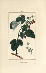 Himbeere, Rubus idaeus, zeigt Blüten, Blätter, Dornen und reife Früchte. Handkolorierte Punktkupferstich von Lambert Junior nach einer Zeichnung von Pierre Jean-Francois Turpin aus Chaumeton, Poiret et Chamberet