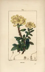 Riesen-Rhododendron - Rosebay, Hymenanthes maxima (Rhododendron maximum), mit Blume, dornigem Stiel, Blatt und Samen