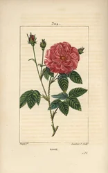 Rose de France oder Rose de Provins - Rosa gallica, mit Knospe, Blüte, Blatt und dornigem Stängel