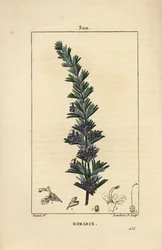 Rosmarin - Rosmarinus officinalis, mit Blüte, Blatt und Stängel