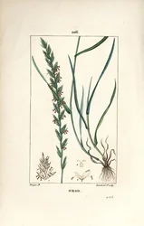 Lolchgras, Gramen loliaceum. Handkolorierter Kupferstich von Lambert Junior nach einer Zeichnung von Pierre Jean-Francois Turpin aus Chaumeton, Poiret und Chamberet