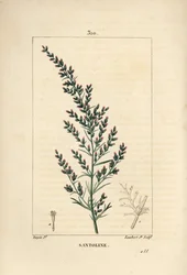 Beifußvarietät - Wurmsamen oder Tatarischer Beifuß, Artemisia santonicum. Handkolorierter Kupferstich von Lambert Junior nach einer Zeichnung von Pierre Jean-Francois Turpin aus Chaumeton, Poiret und Chamberet