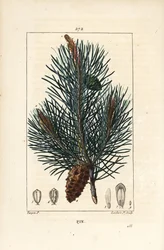 Waldkiefer, Pinus sylvestris, mit Zweig, Nadel und Zapfen. Handkolorierte Punktkupferstichgravur von Lambert Junior nach einer Zeichnung von Pierre Jean-Francois Turpin
