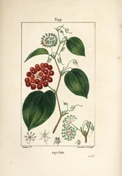 Smilax-Varietät - Chinesische Smilax, Smilax china, mit Blume, Ranke, Blatt und Frucht. Handkolorierte Punktkupferstich von Lambert Junior nach einer Zeichnung von Pierre Jean-Francois Turpin aus Chaumeton, Poiret und Chamberet