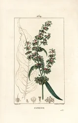 Mönchskraut - Patience Dock, Rumex patientia, mit Blume, Stängel, Blättern, Samen und Blattform