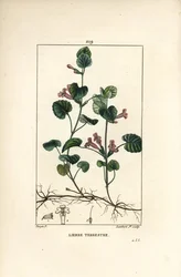 Irdischer Efeu - Gundermann, Hedera terrestris. Handkolorierter Kupferstich in Punktiermanier von Lambert Junior nach einer Zeichnung von Pierre Jean-François Turpin aus „La Flore Médicale“ von Chaumeton, Poiret und Chamberet, Paris, Panckoucke