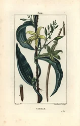 Vanille - Vanilleorchidee, Epidendron vanilla, mit Blüte, Blatt, Samenkapsel