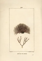 Verschiedene Fucus-Arten, Fucus helminthocorton. Handkolorierter Kupferstich von Lambert Junior nach einer Zeichnung von Pierre Jean-Francois Turpin aus Chaumeton, Poiret und Chamberets „La Flore Medicale“, Paris, Panckoucke