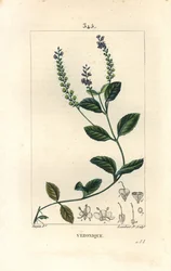 Veronique officinale - Männlicher Ehrenpreis, Veronica officinalis
